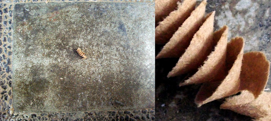 Viruta