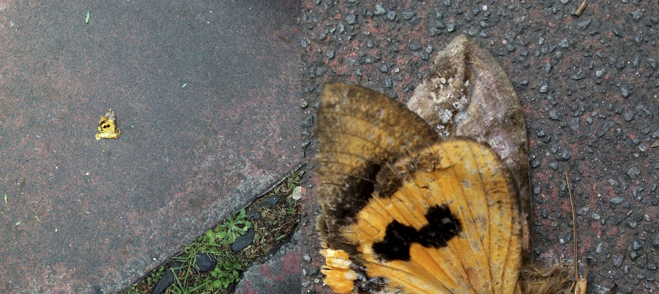 Mariposa